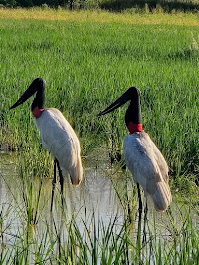 Images Voyage Crafter, A Cruise Planners Franchise