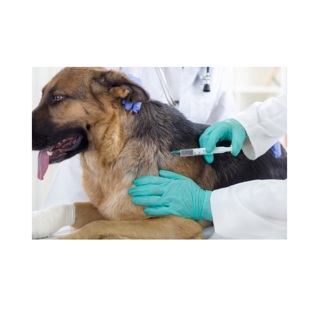 LOW COST PET VACCINATION CLINIC - Waggin' Wheels Pet Supply