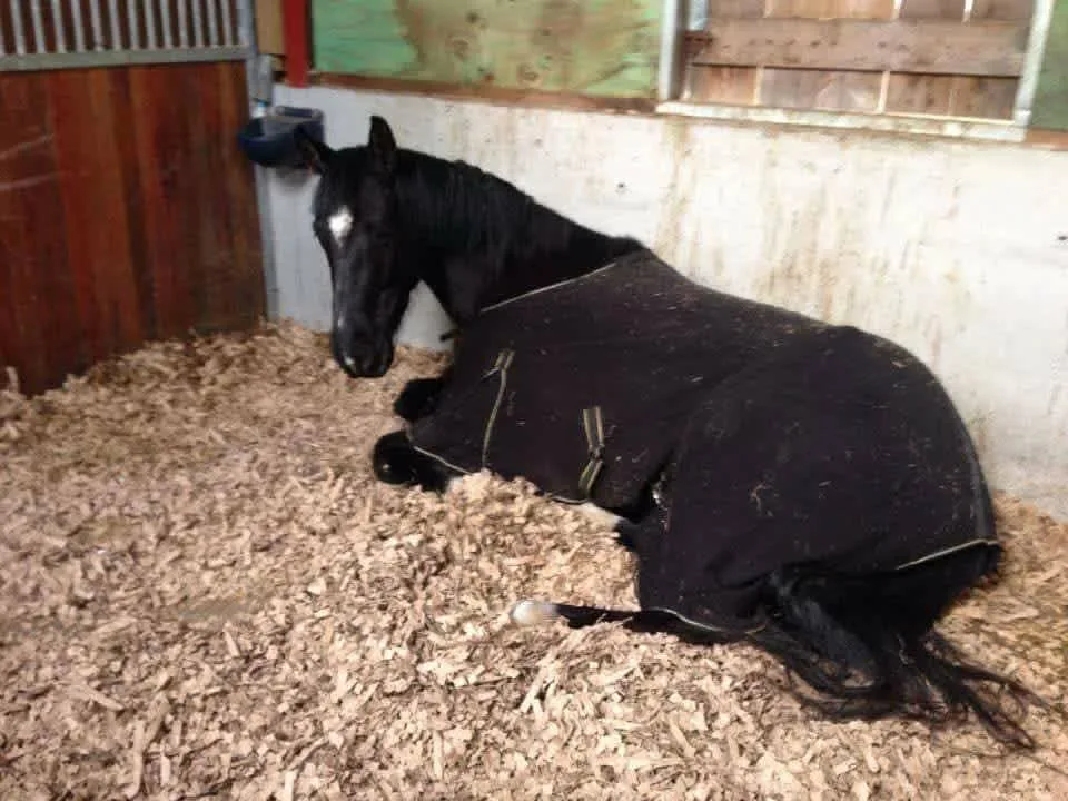 Images Easy Bedding & Feeds Ltd