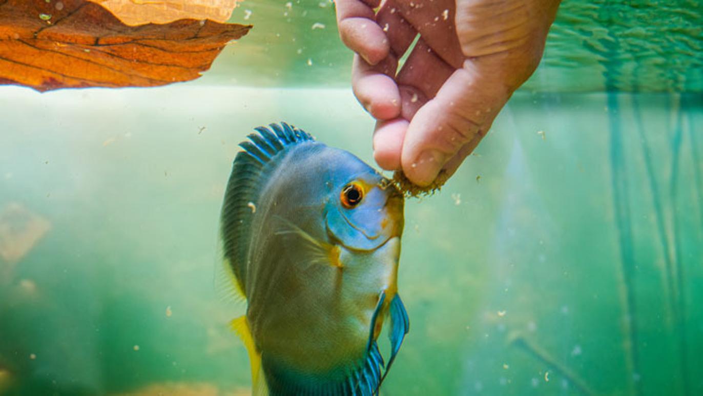 Images OPSIS LiquidLINE