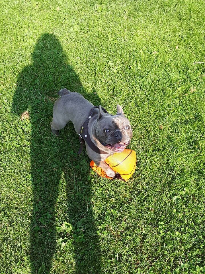 Bilder Hundezentrum Lapki