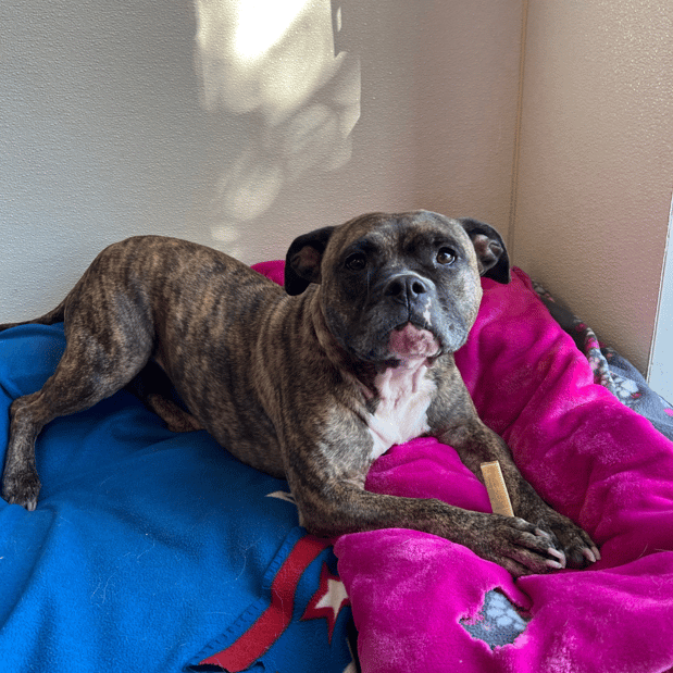 Images Lily's Rescue Rehab