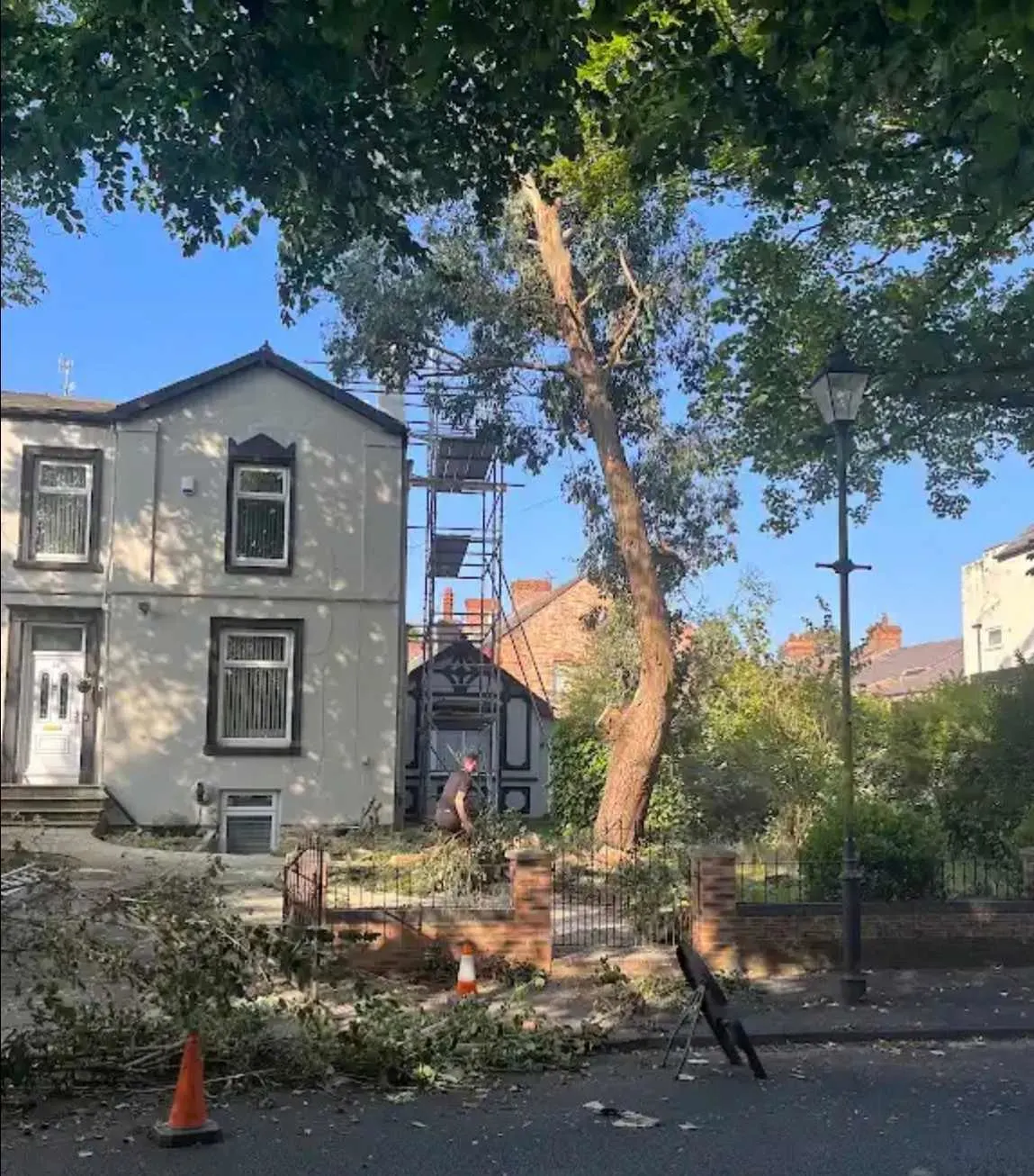 Images Tree Doctors & Landscaping