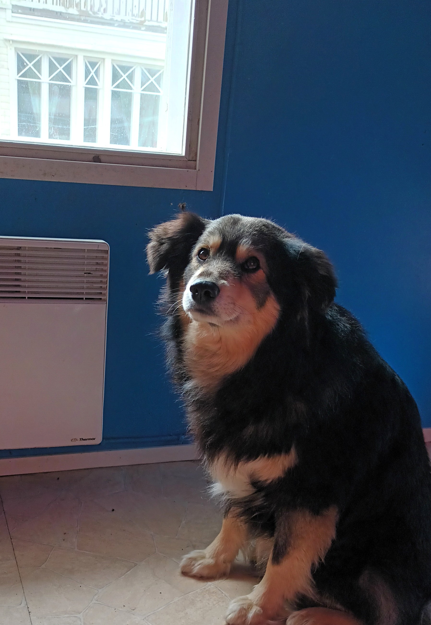 Images Taivallahden Tassut