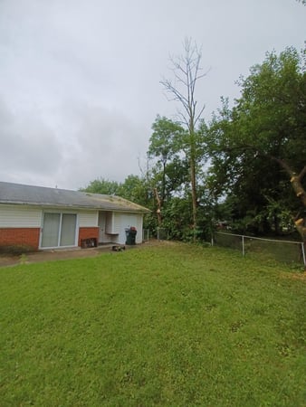 Images Rojas Chops Tree Service LLC