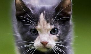 Morrisville Veterinary Hospital