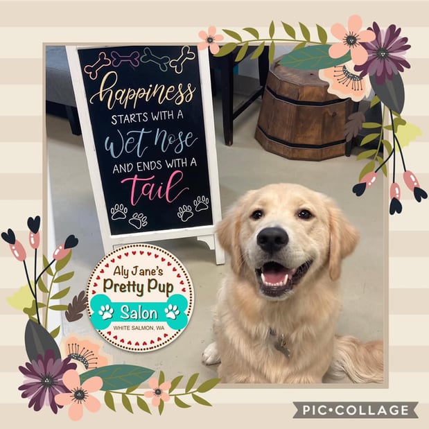 Images Aly Jane's Pretty Pup Salon