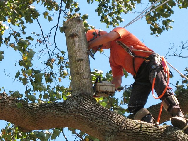 Action Yard and Tree Service
