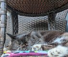 Images The Coastal Cat Resort And Spa