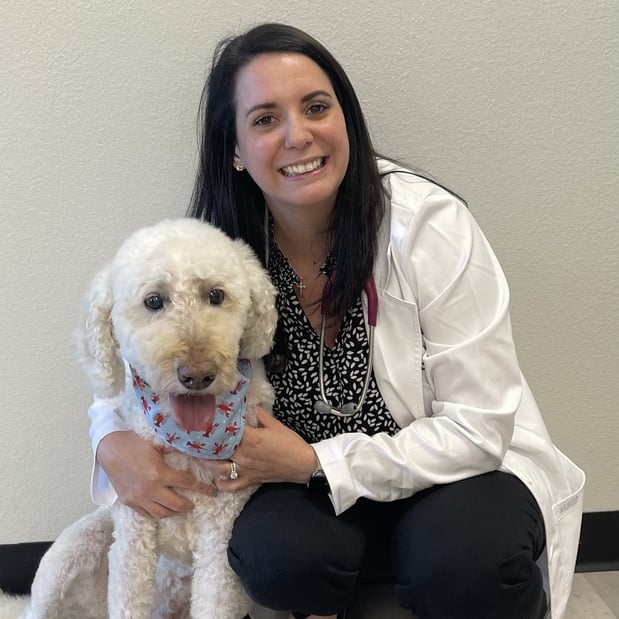 Images CityVet | Castle Hills Veterinary Clinic & Urgent Care