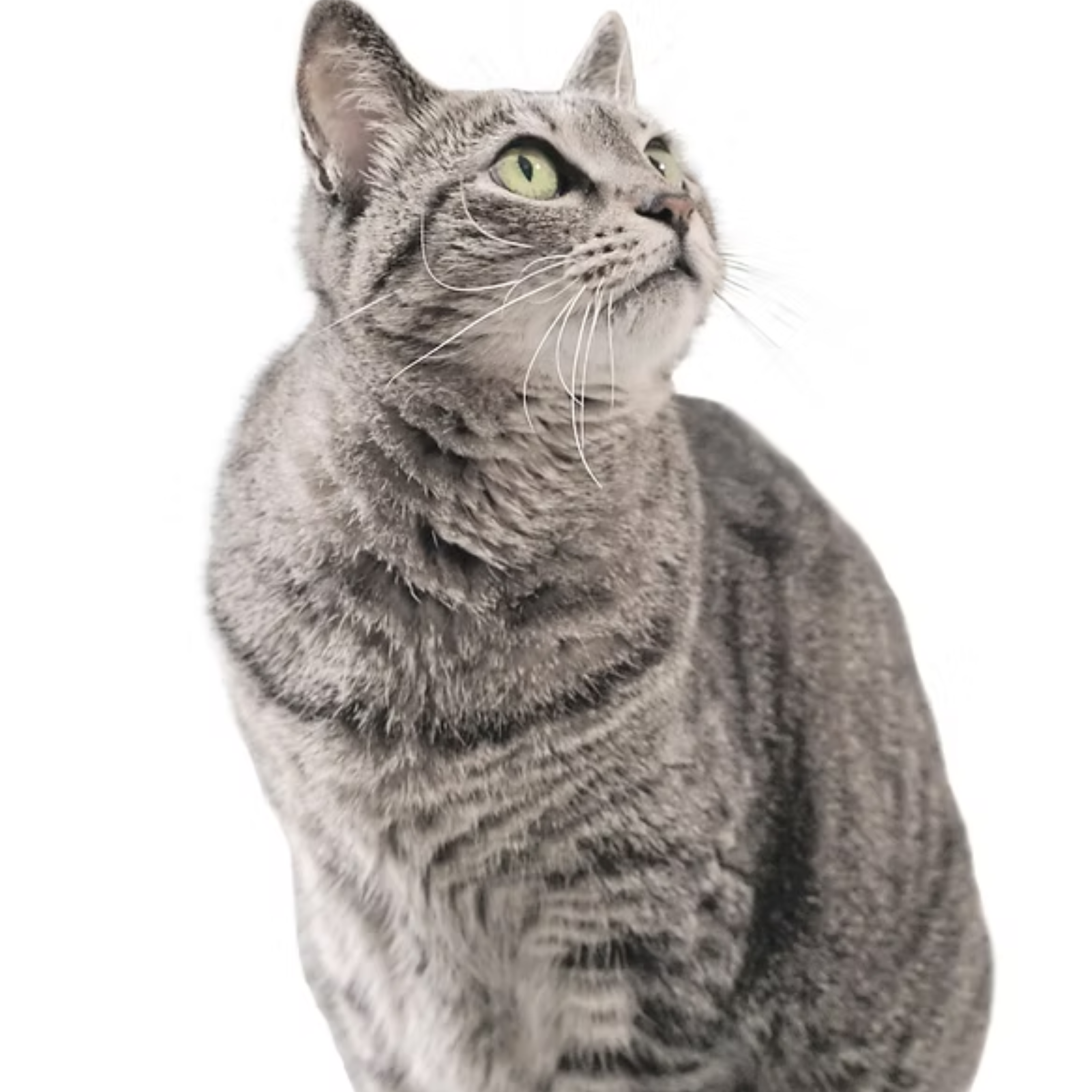 Images MARUCO動物病院