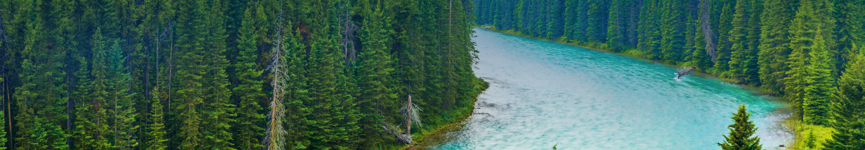 A forest and river in Alberta, Canada.