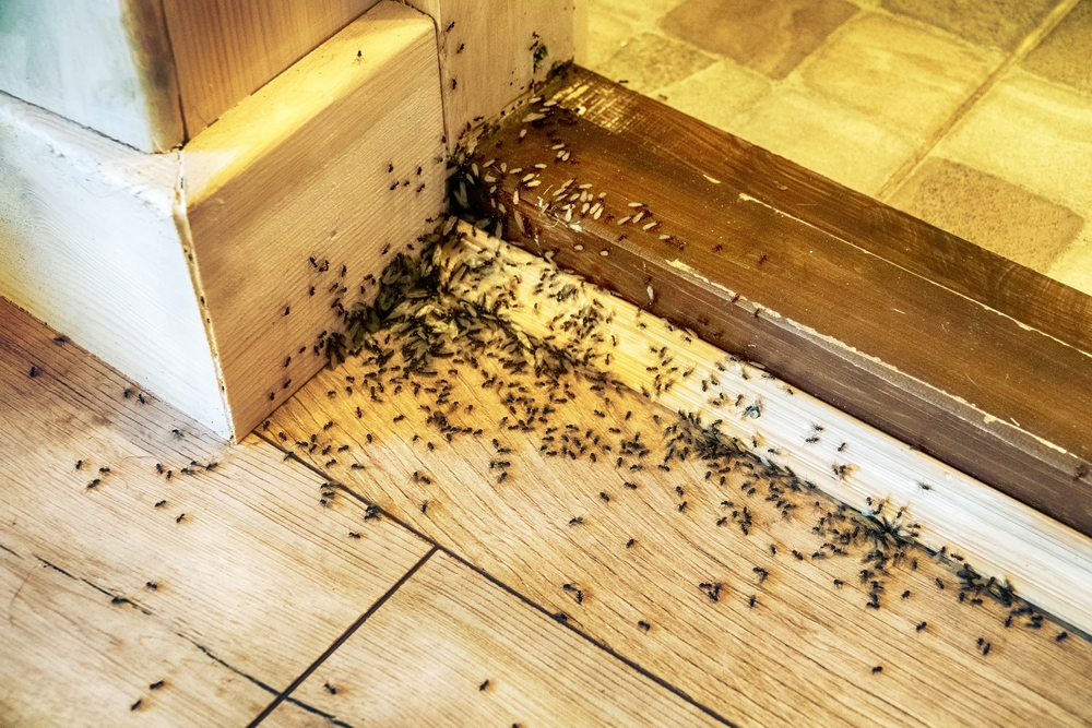 When pest activity starts to affect your home, having a clear plan makes a difference. Aim Pest Solutions delivers residential pest control services in Batavia, Ohio within the Greater Cincinnati area, offering both immediate and ongoing support. A local exterminator can help bring structure to the process. Request pest control help.