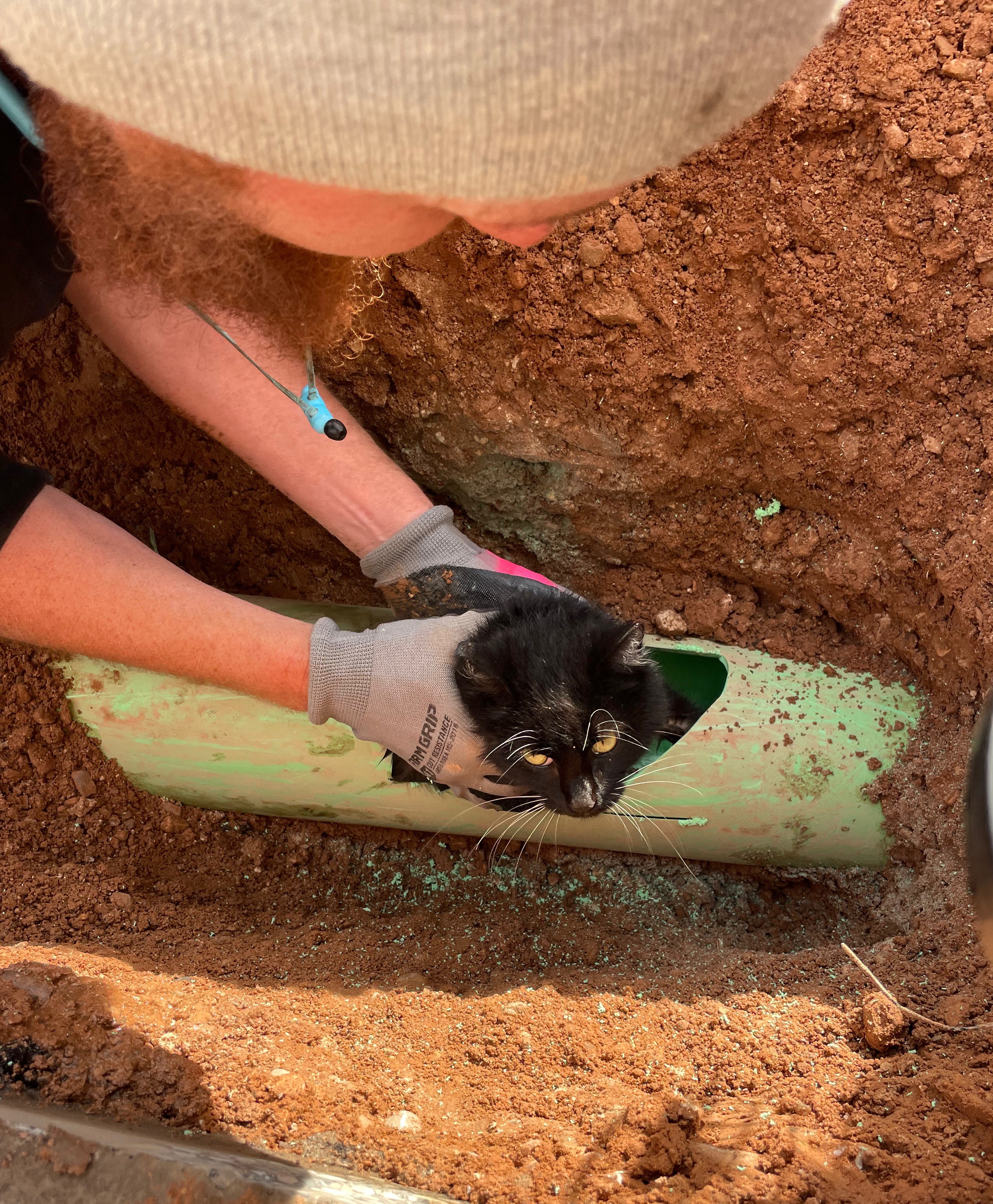 Plumbers in St George rescuing cat from pipes