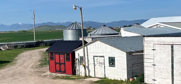 Images Mission Mountain Organic Eggs