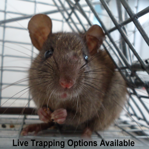 Florida rat removal and rodent control services by Animal Rangers, Inc.