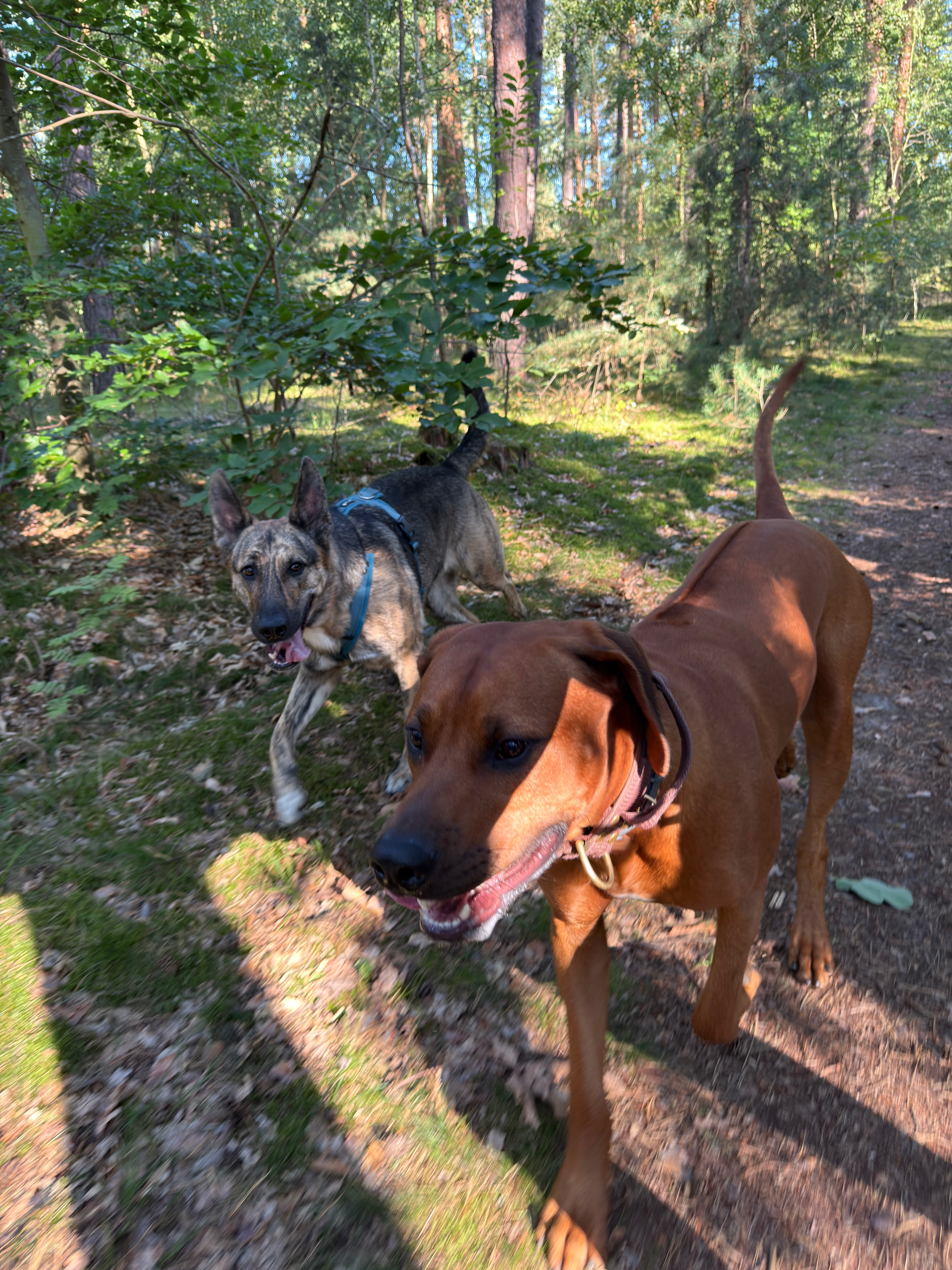 Bild 19 Dogcoach Hundezentrum in Berlin