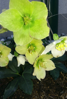 Bild 7 von Apotheke Zum Auge Gottes Mag. G. Libowitzky KG