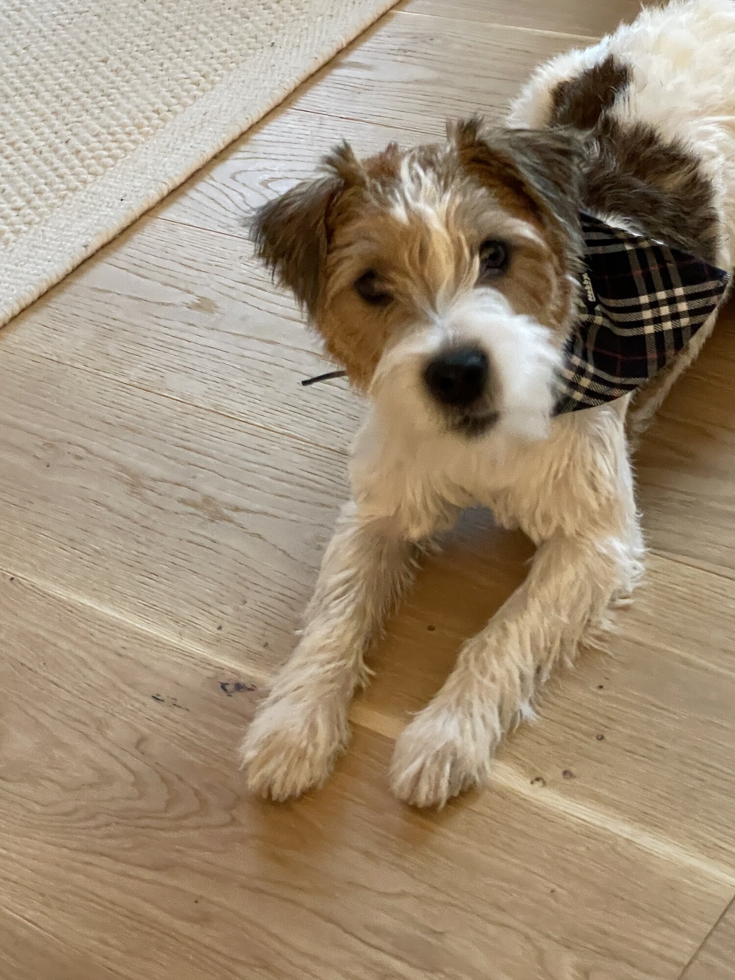 Bilder A-Z-Hundetraining