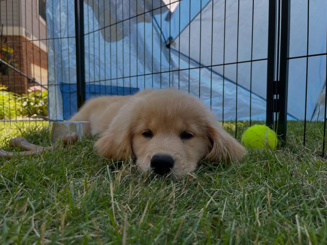 Pictures of our offices furry friends!