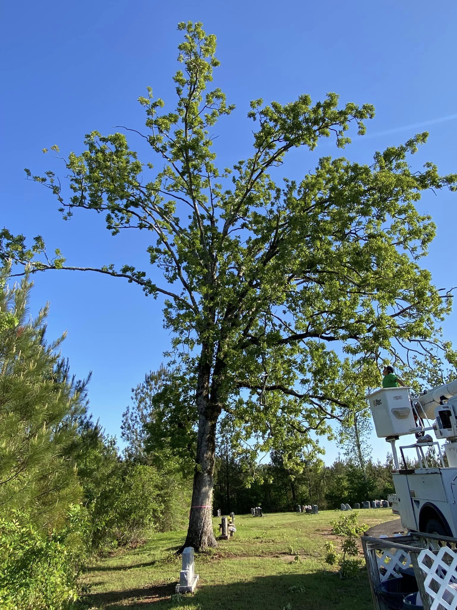 Bynog's Tree Services Image