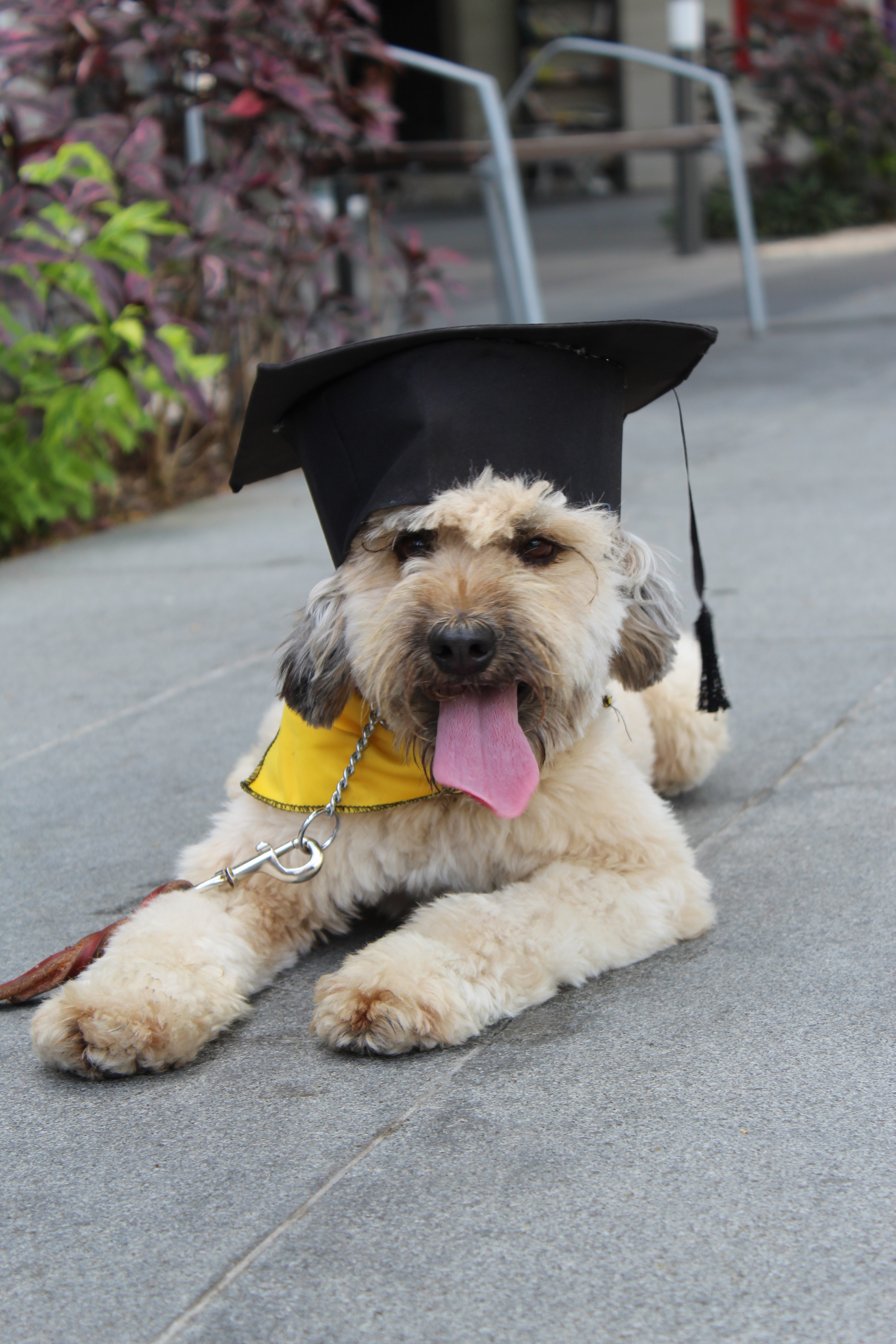 Image of Local Pet Event INTERMEDIATE MANNERS, 5 weeks, multiple classes starting Nearby