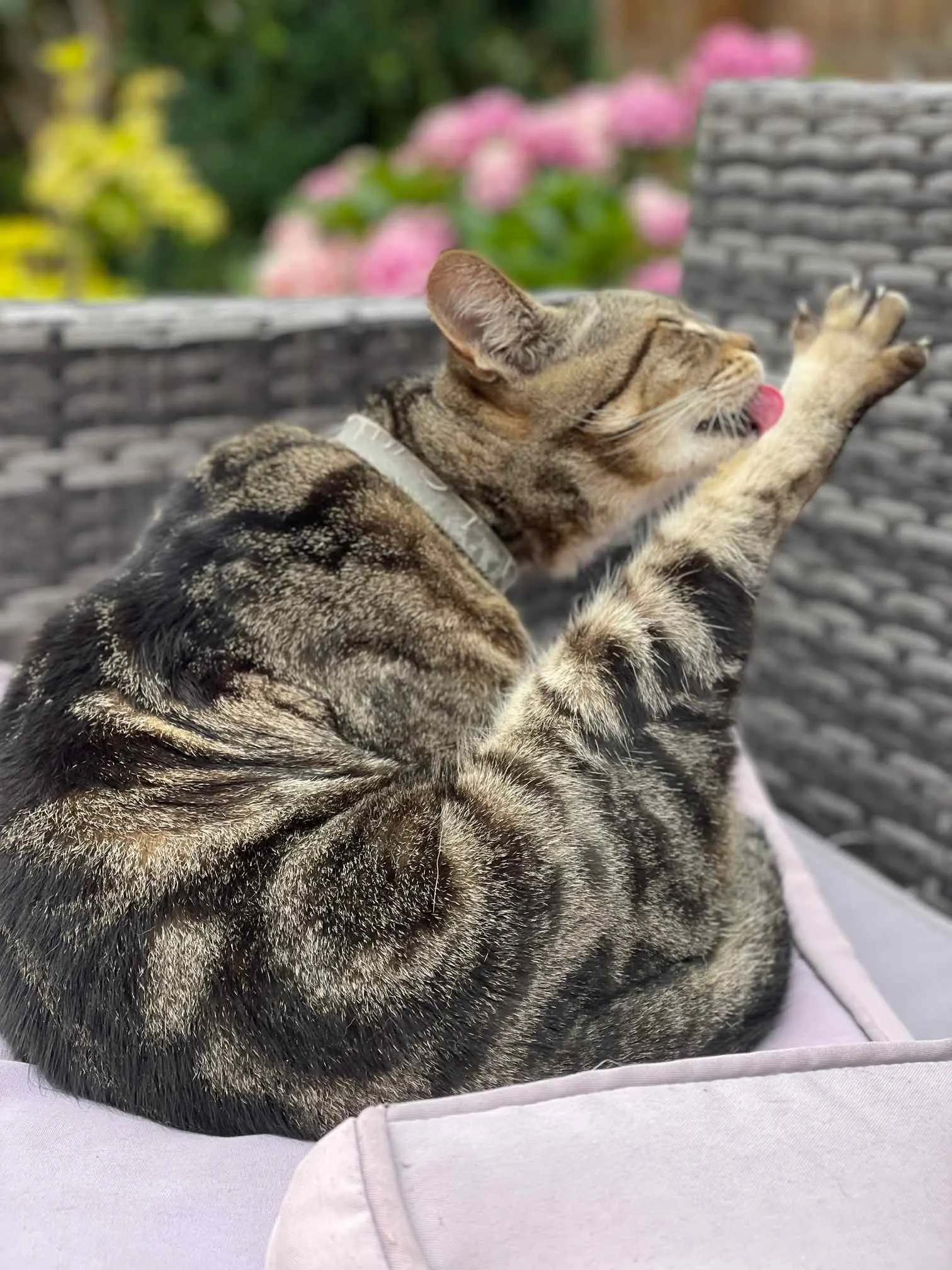 Images Awesome Pawz