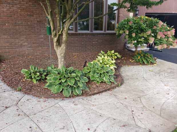Images AAA PROFESSIONAL LAWN CARE