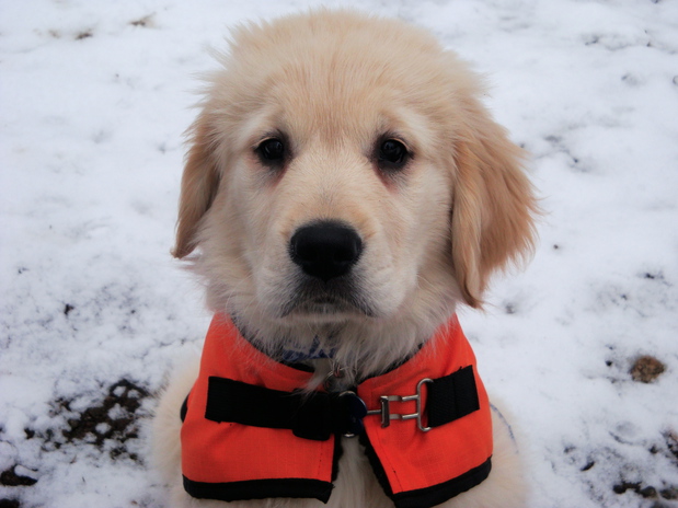 Images Life of Riley Pet Care