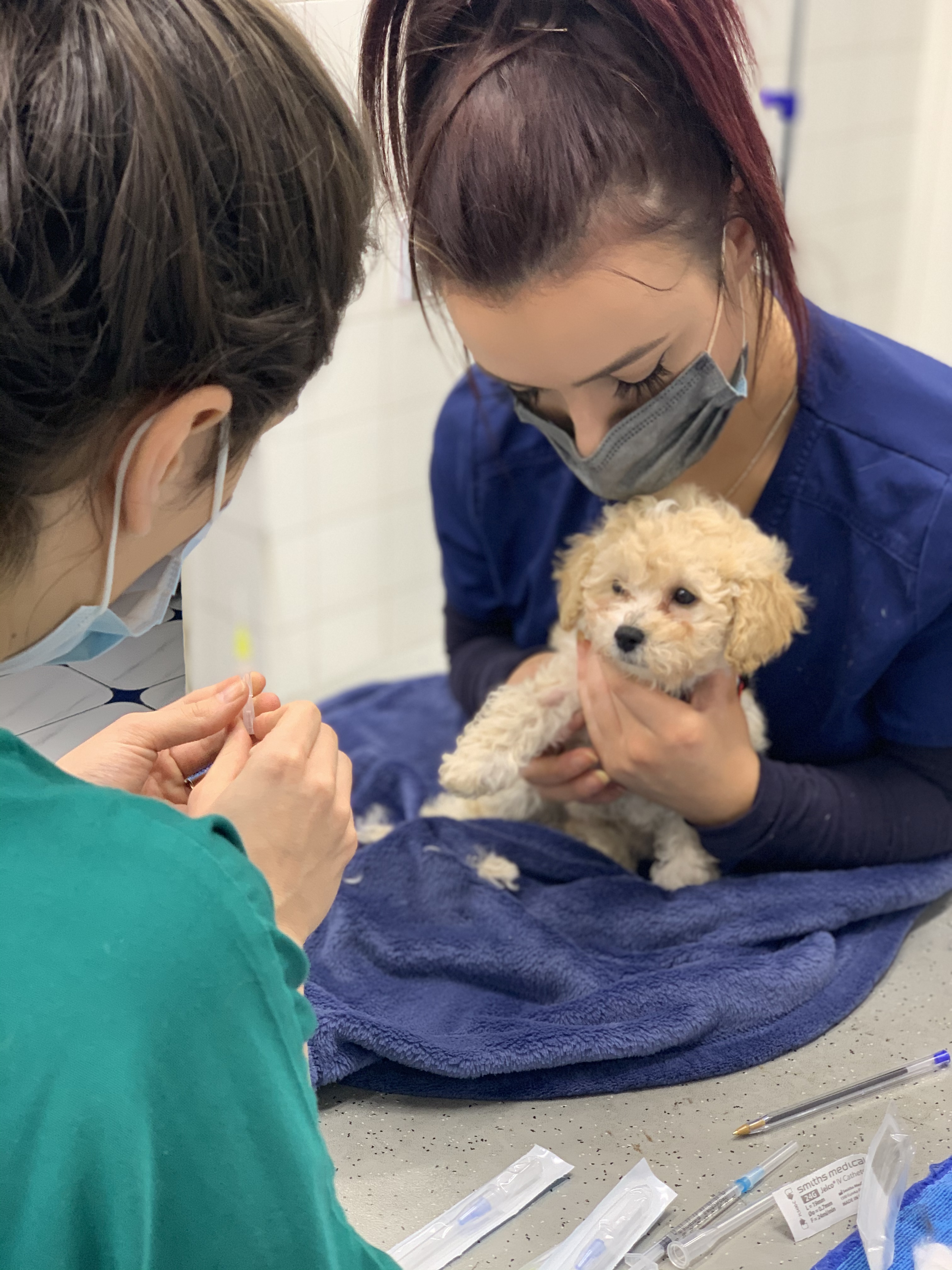 Images Streatham Hill Veterinary Surgery