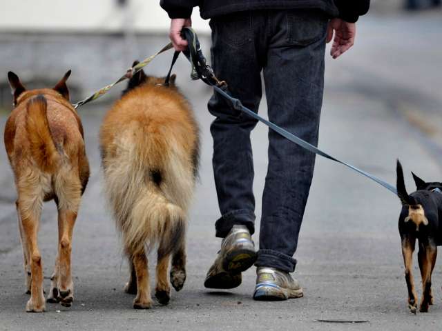 PUWO Hundebetreuung GmbH, Bachmattenstrasse 27 in Binningen