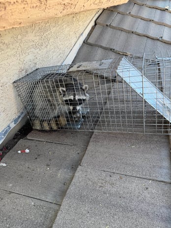 Images Darling Wildlife Services