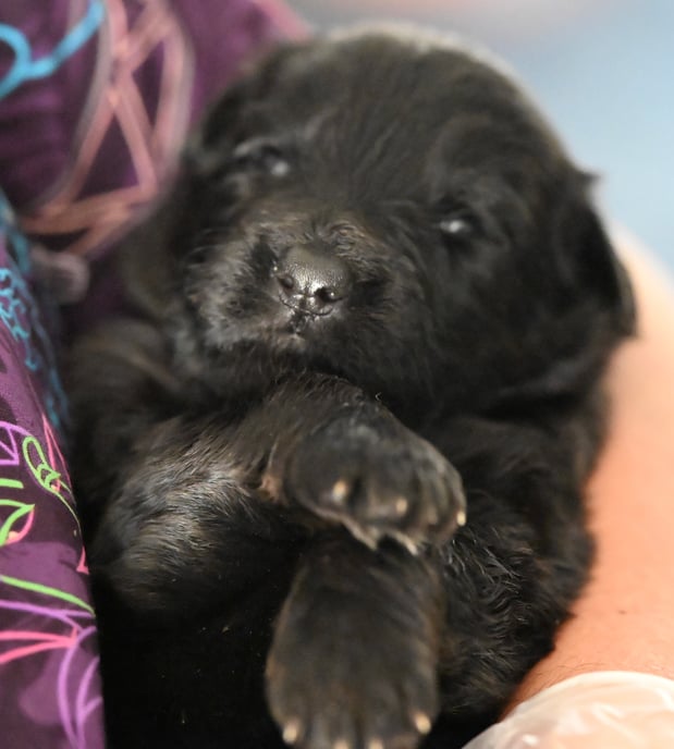 Images VanBlargan German Shepherds