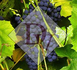 Images Danzinger Vineyards