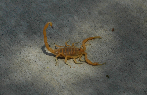 Images Pest Control Solutions