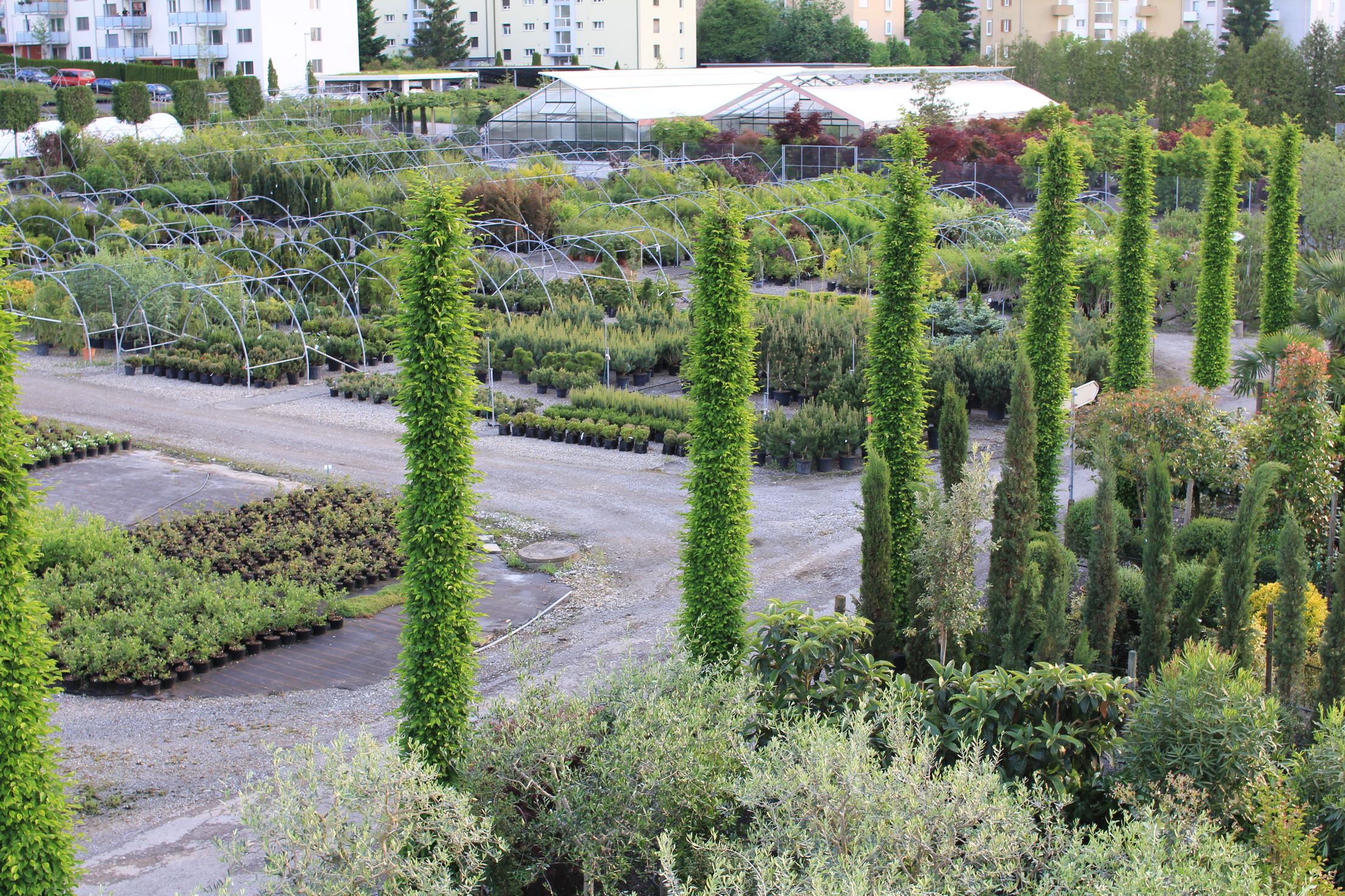 Bilder Bernhard Baumschulen AG