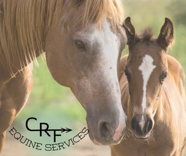 Images CRF Remote Equine Monitoring