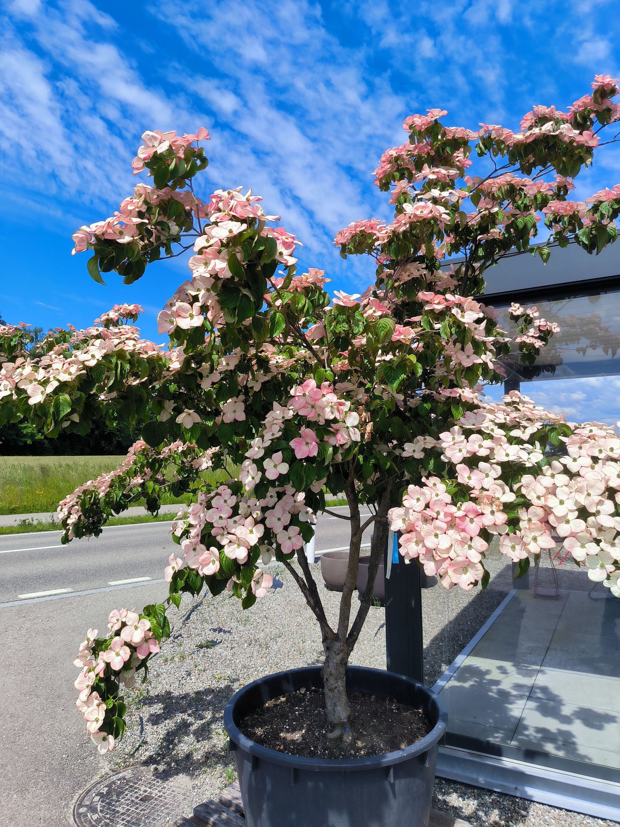 Bilder wüthrich pflanzen ag