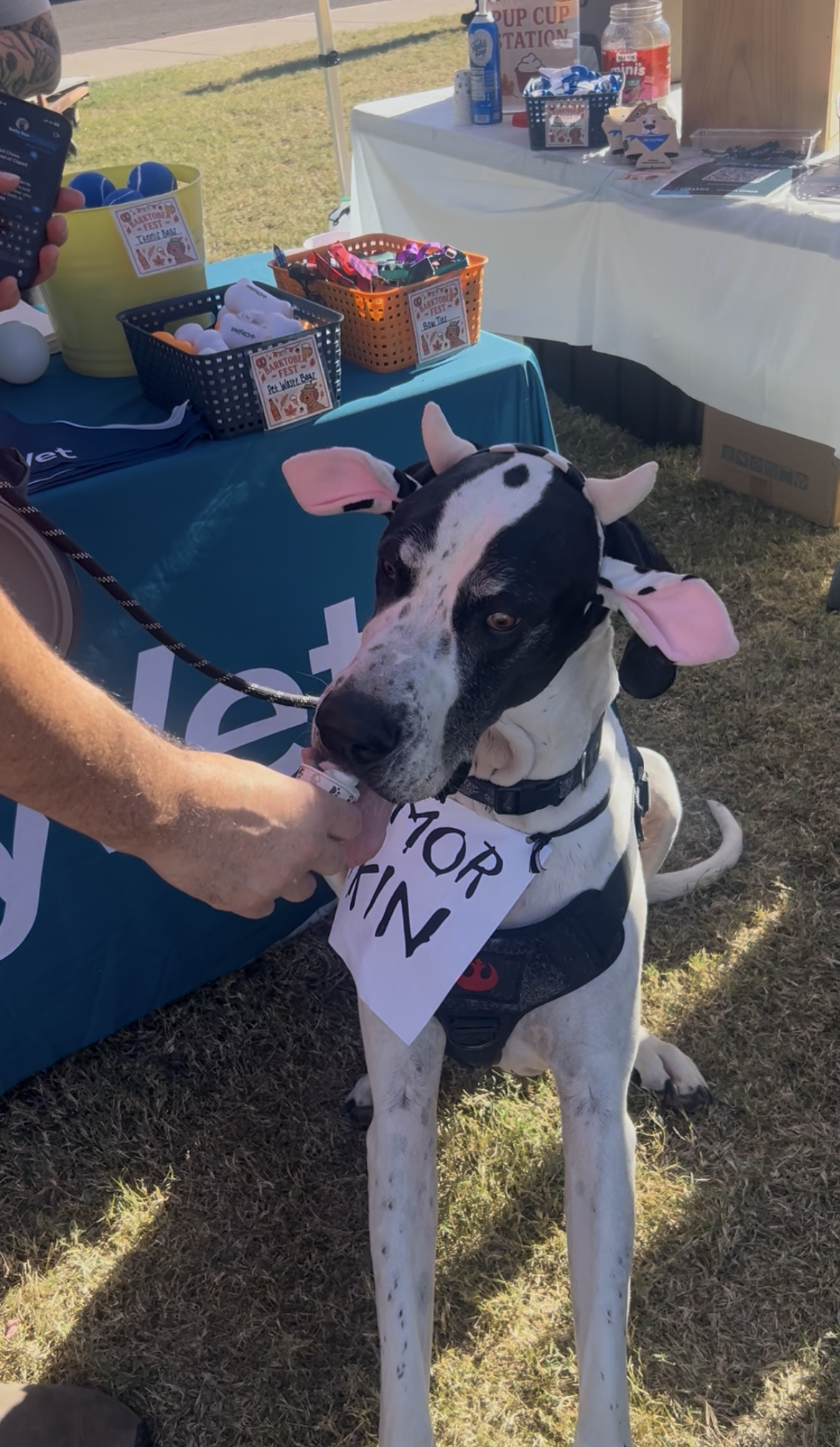CityVet | Queen Creek