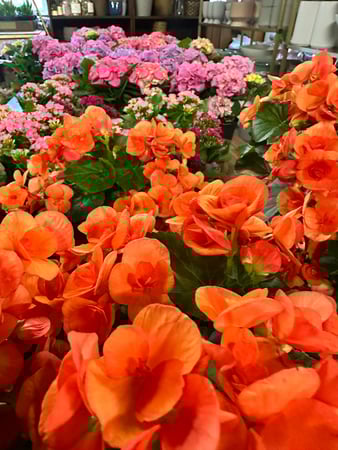 Images Olson's Flowers