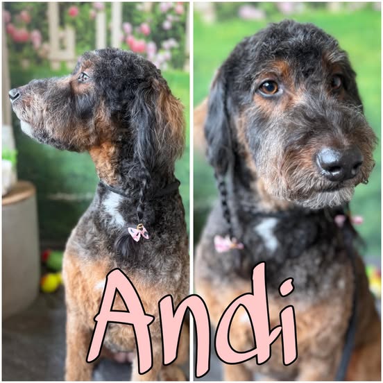 A split image collage featuring a dog named Andi. The left side shows a profile view of Andi, a medium-sized dog with curly, dark brown and tan fur, a black collar, and a braided section of fur adorned with a small pink bow. The right side shows a front-facing close-up of Andi's face, with the same fur coloring and braided hair. The name 'Andi' is written in large, playful pink lettering across the bottom of both images. The background of both photos appears to be an outdoor or garden setting with blurred pink flowers and green foliage.
