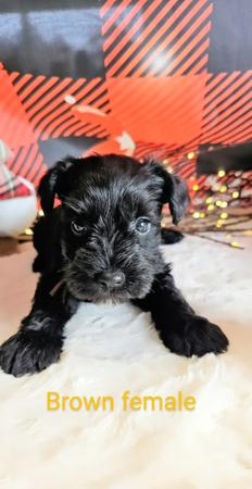 Images A'Lord Miniature Schnauzer