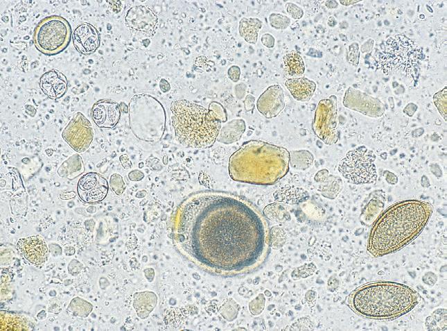 Freiburghaus, Animal Health Services, Schulstrasse 18 in Möhlin