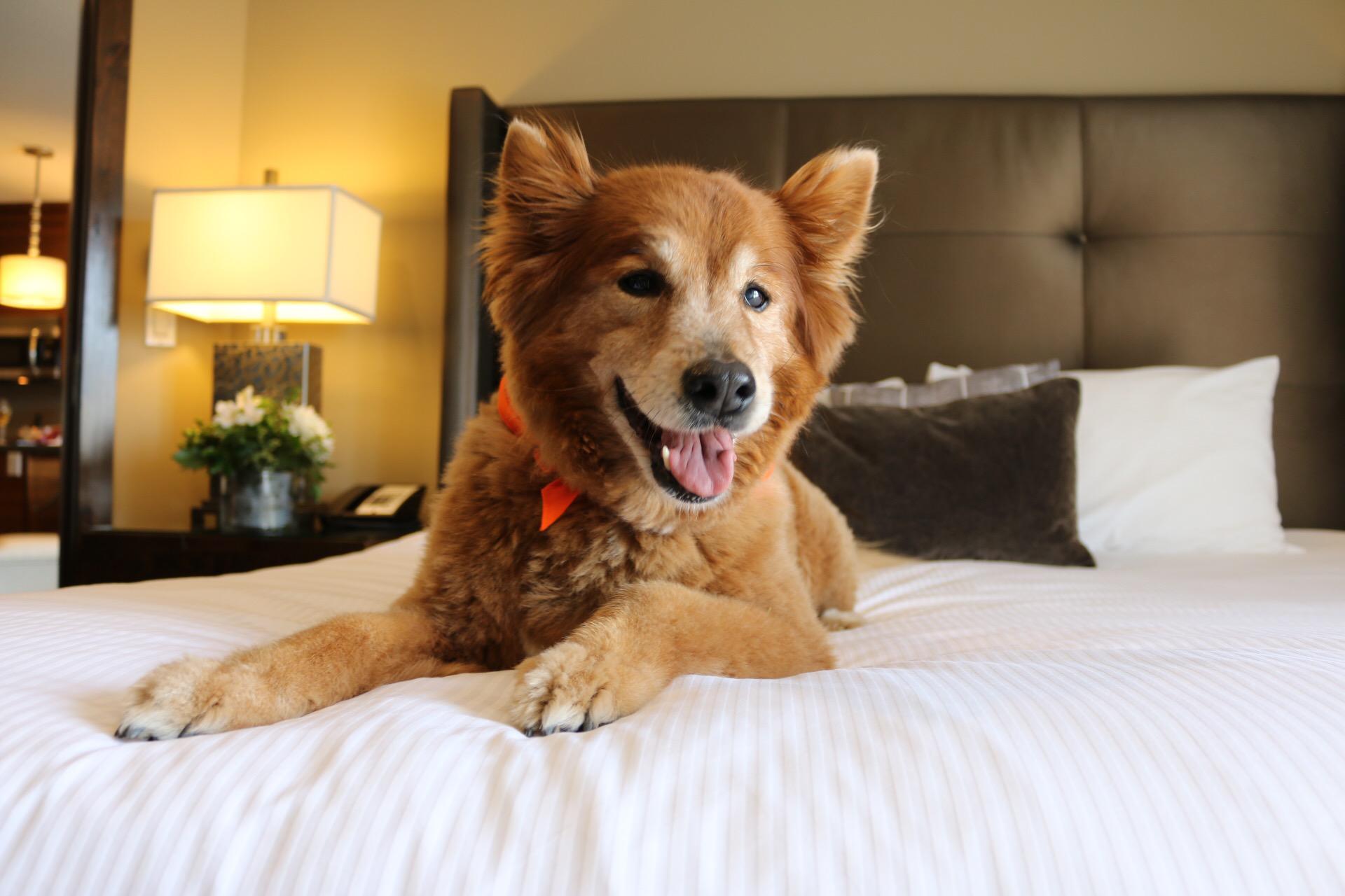 The Oxford Hotel Bend welcomes up to two pets per room during your stay at our pet-friendly Bend hotel. Contact us today to book a pet package so that Fido can join you on your trip to Bend.