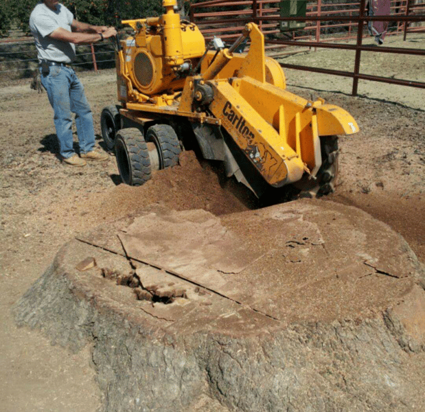 Images John Ayers Tree Surgeons