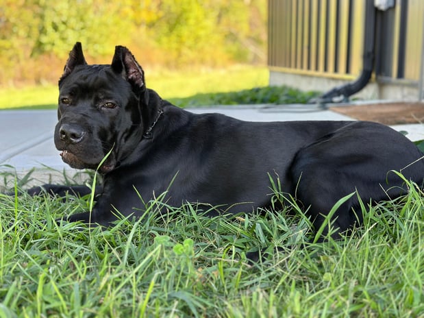 Images Outstanding K9