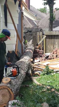 Images TNT Tree Service
