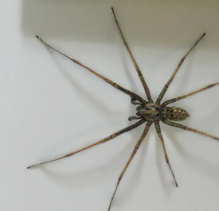 Images Xtreme Pest Control