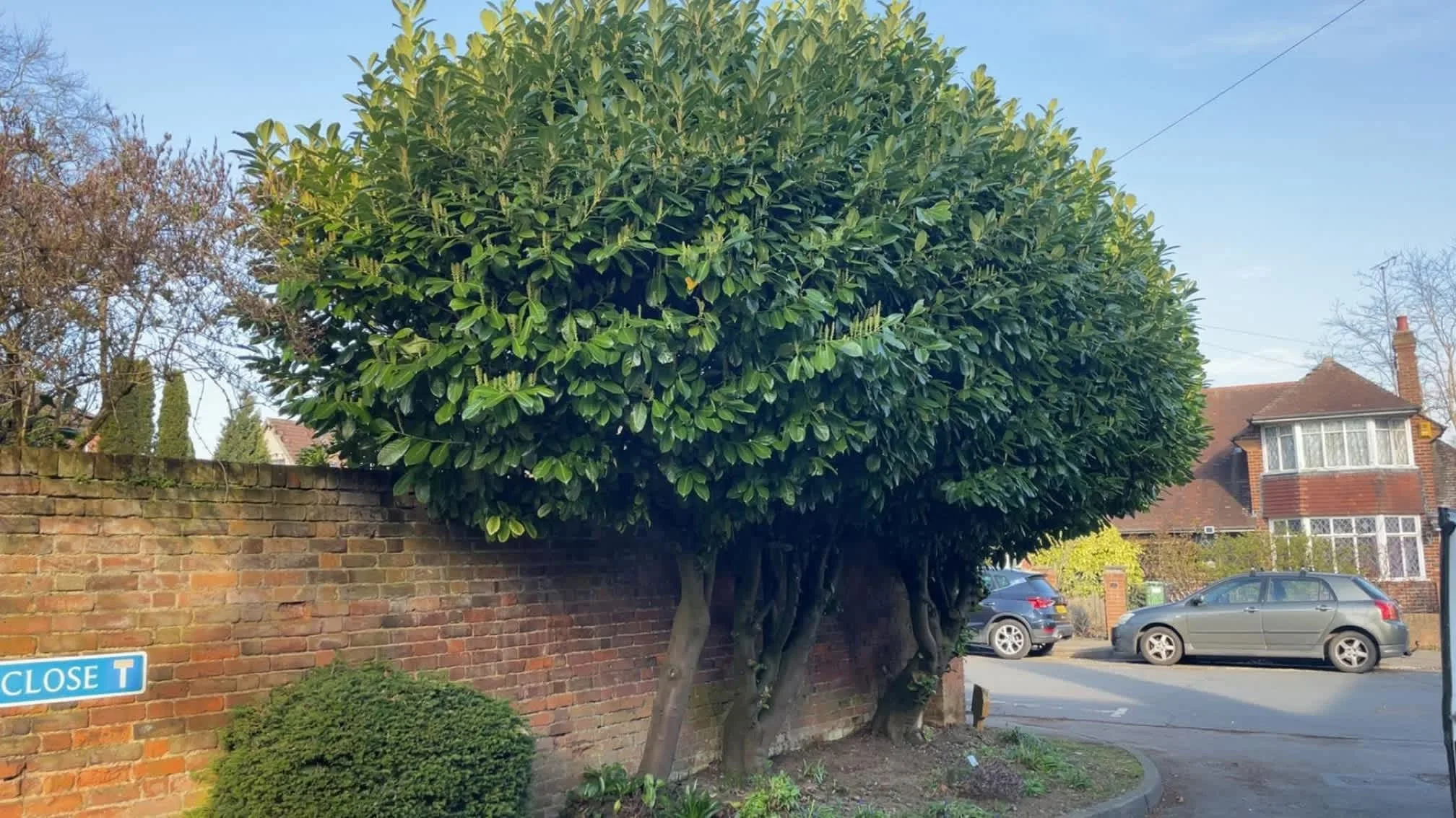 Images Oakwood Tree & Landscaping Services
