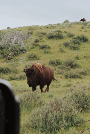 Images Backcountry Safaris